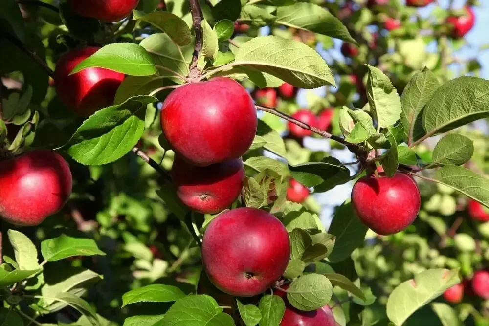 Be Careful When Comparing Apples to Apple Trees 1 apples apple tree