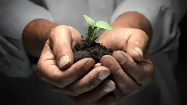 blog seeding