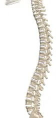 spine