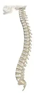 spine