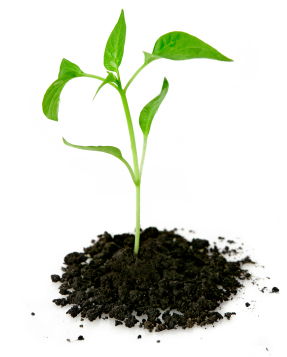 organic-seo.jpg