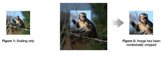 Crop images contextually