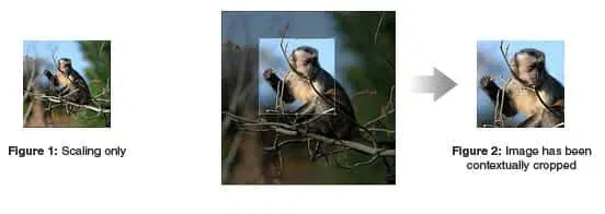 Crop images contextually