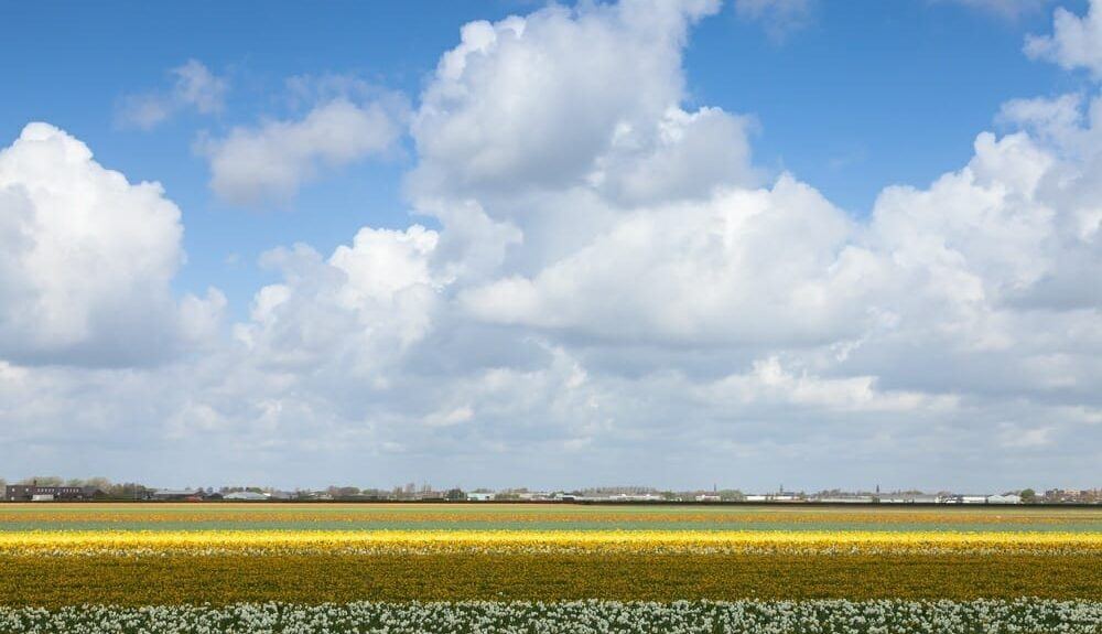 field