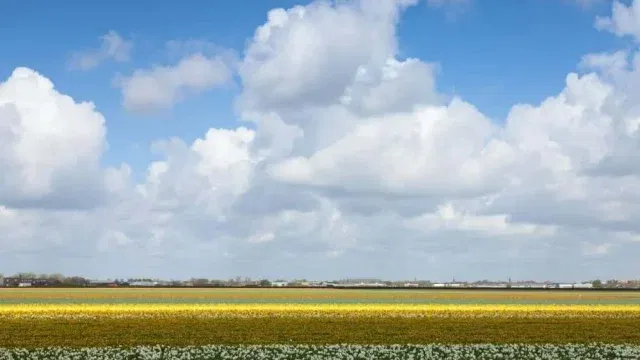 field