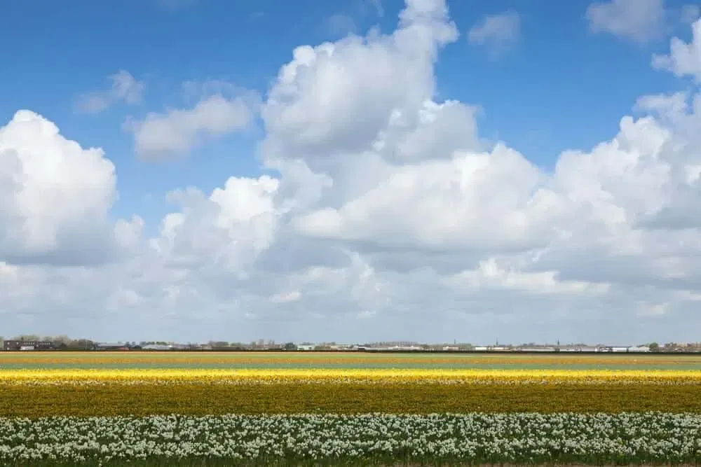 field