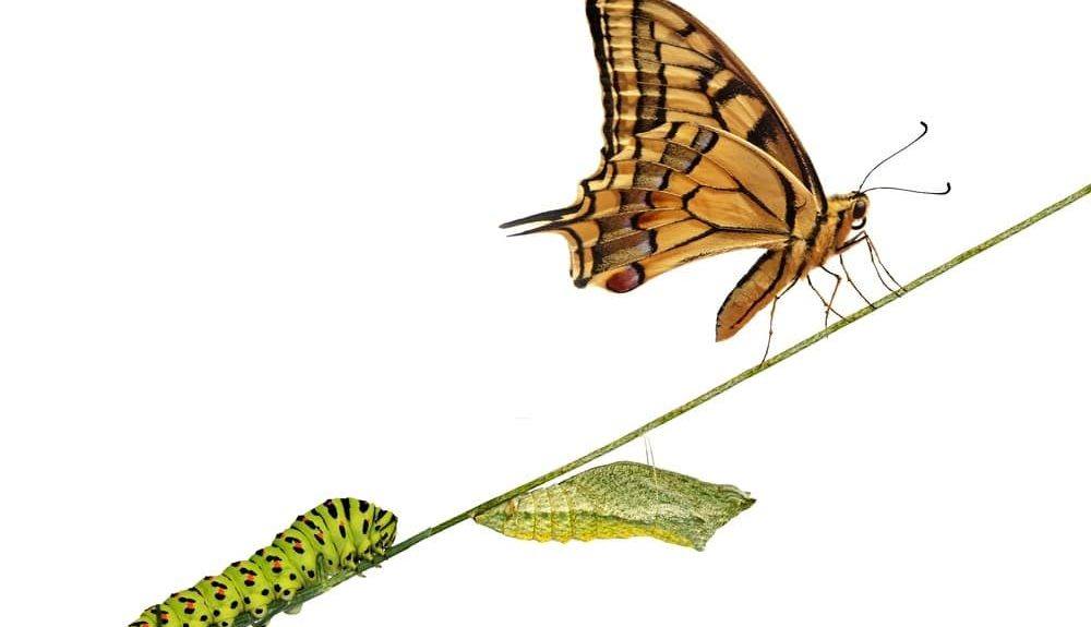 caterpillar to butterfly