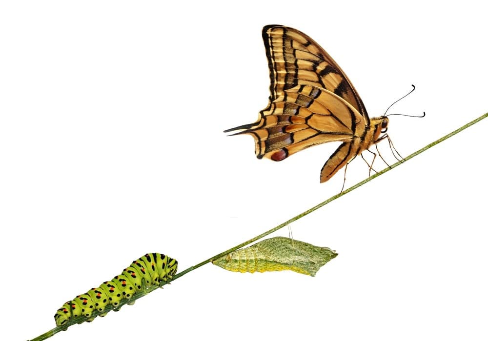 caterpillar to butterfly
