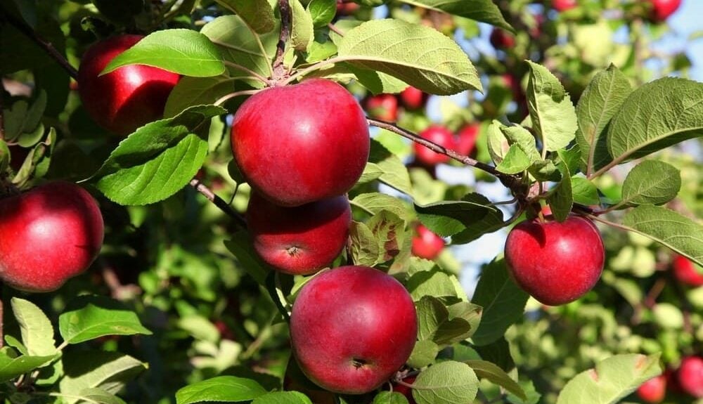 apples apple tree