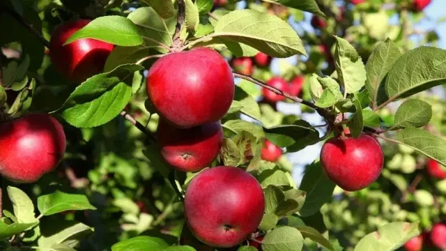 apples apple tree